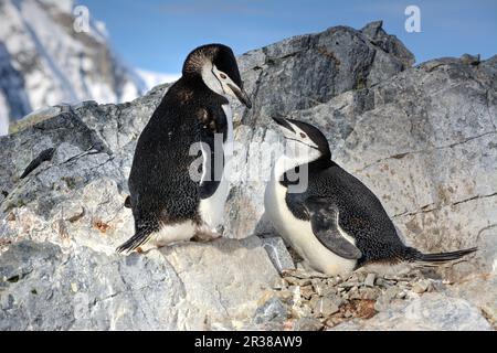 Kinnfalle-Pinguine schlüpfen Eier auf Nestern und ziehen Küken in der Antarktis auf. Stockfoto