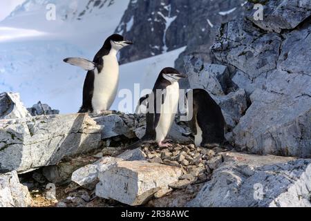 Kinnfalle-Pinguine schlüpfen Eier auf Nestern und ziehen Küken in der Antarktis auf. Stockfoto