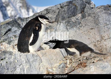 Kinnfalle-Pinguine schlüpfen Eier auf Nestern und ziehen Küken in der Antarktis auf. Stockfoto