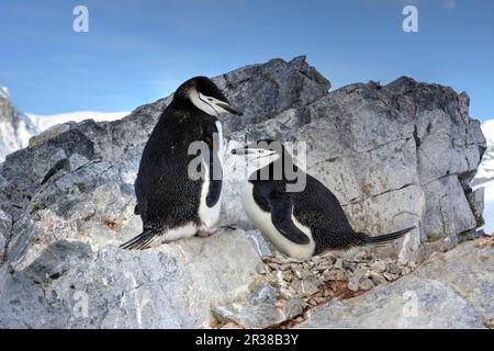 Kinnfalle-Pinguine schlüpfen Eier auf Nestern und ziehen Küken in der Antarktis auf. Stockfoto