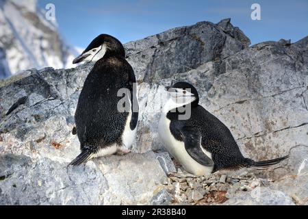 Kinnfalle-Pinguine schlüpfen Eier auf Nestern und ziehen Küken in der Antarktis auf. Stockfoto