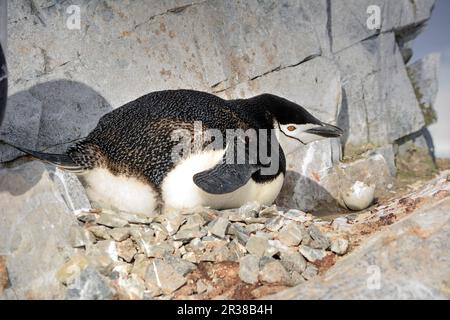 Kinnfalle-Pinguine schlüpfen Eier auf Nestern und ziehen Küken in der Antarktis auf. Stockfoto