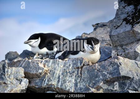 Kinnfalle-Pinguine schlüpfen Eier auf Nestern und ziehen Küken in der Antarktis auf. Stockfoto