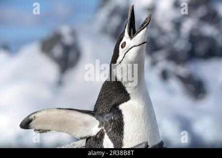 Kinnfalle-Pinguine in ihrem natürlichen Lebensraum in der Antarktis Stockfoto