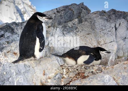 Kinnfalle-Pinguine schlüpfen Eier auf Nestern und ziehen Küken in der Antarktis auf. Stockfoto