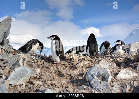 Kinnfalle-Pinguine schlüpfen Eier auf Nestern und ziehen Küken in der Antarktis auf. Stockfoto