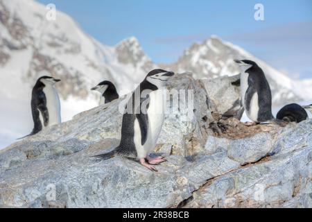 Kinnfalle-Pinguine schlüpfen Eier auf Nestern und ziehen Küken in der Antarktis auf. Stockfoto