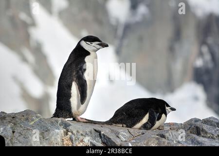 Kinnfalle-Pinguine schlüpfen Eier auf Nestern und ziehen Küken in der Antarktis auf. Stockfoto