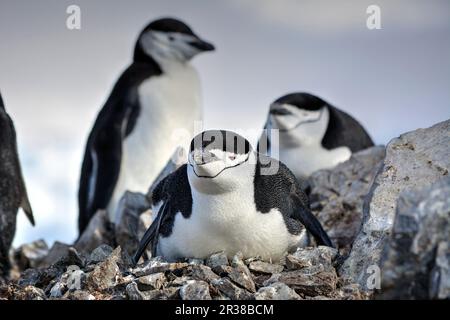 Kinnfalle-Pinguine schlüpfen Eier auf Nestern und ziehen Küken in der Antarktis auf. Stockfoto