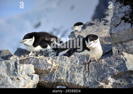 Kinnfalle-Pinguine schlüpfen Eier auf Nestern und ziehen Küken in der Antarktis auf. Stockfoto