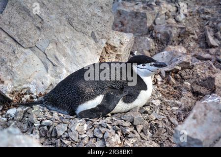 Kinnfalle-Pinguine schlüpfen Eier auf Nestern und ziehen Küken in der Antarktis auf. Stockfoto