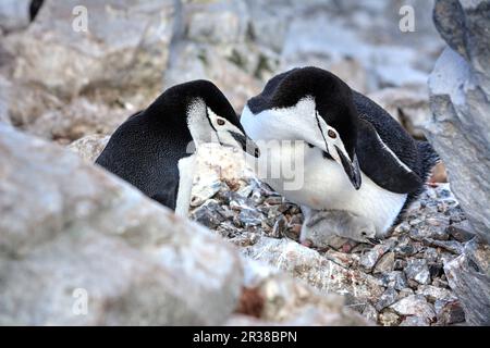 Kinnfalle-Pinguine schlüpfen Eier auf Nestern und ziehen Küken in der Antarktis auf. Stockfoto