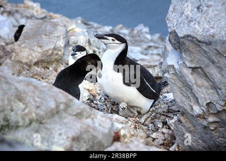 Kinnfalle-Pinguine schlüpfen Eier auf Nestern und ziehen Küken in der Antarktis auf. Stockfoto