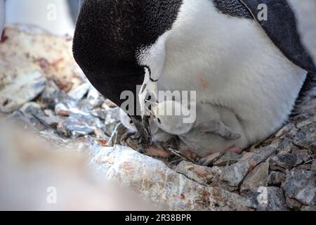 Kinnfalle-Pinguine schlüpfen Eier auf Nestern und ziehen Küken in der Antarktis auf. Stockfoto