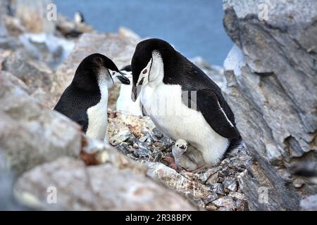 Kinnfalle-Pinguine schlüpfen Eier auf Nestern und ziehen Küken in der Antarktis auf. Stockfoto