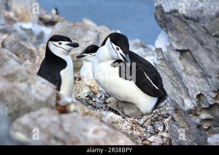 Kinnfalle-Pinguine schlüpfen Eier auf Nestern und ziehen Küken in der Antarktis auf. Stockfoto