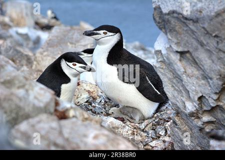 Kinnfalle-Pinguine schlüpfen Eier auf Nestern und ziehen Küken in der Antarktis auf. Stockfoto