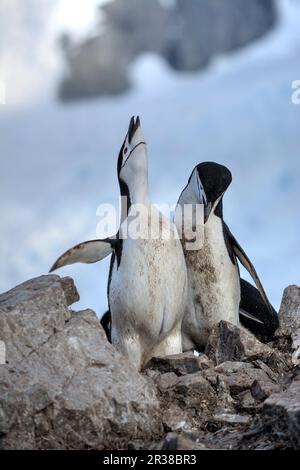 Kinnfalle-Pinguine schlüpfen Eier auf Nestern und ziehen Küken in der Antarktis auf. Stockfoto