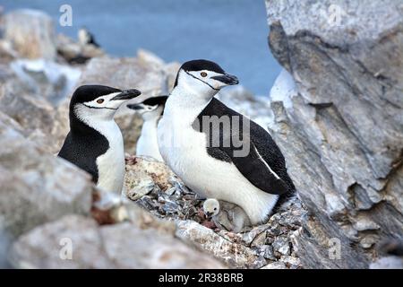 Kinnfalle-Pinguine schlüpfen Eier auf Nestern und ziehen Küken in der Antarktis auf. Stockfoto