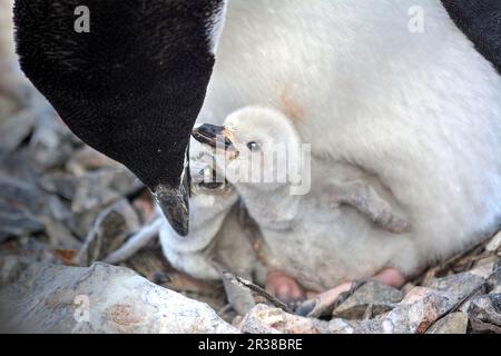 Kinnfalle-Pinguine schlüpfen Eier auf Nestern und ziehen Küken in der Antarktis auf. Stockfoto