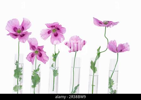 Eine Reihe violetter Mohnblumen in Glasröhrchen Stockfoto