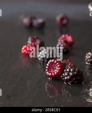 Frisch gepflückte Wild Wet Black Himbeeren auf Schiefer Stockfoto