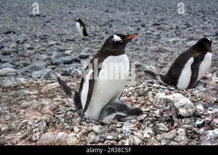 Gentoo-Pinguin-Kolonien während der Zuchtsaison in der Antarktis Stockfoto