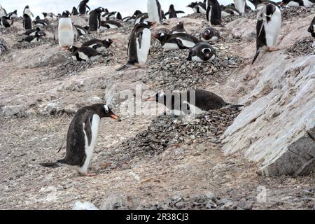 Gentoo-Pinguin-Kolonien während der Zuchtsaison in der Antarktis Stockfoto