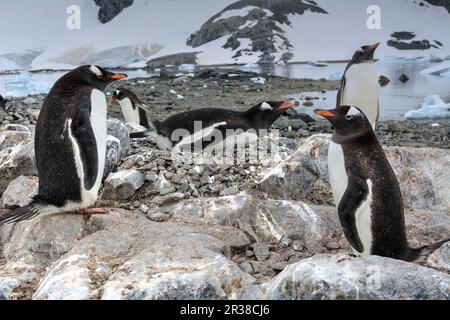 Gentoo-Pinguin-Kolonien während der Zuchtsaison in der Antarktis Stockfoto