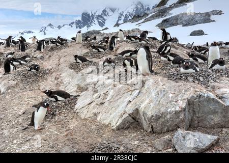 Gentoo-Pinguin-Kolonien während der Zuchtsaison in der Antarktis Stockfoto