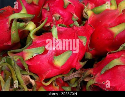 Rote reife oder pitahaya Drachenfrucht pitaya Nahaufnahme Stockfoto