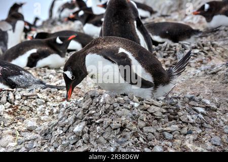 Gentoo-Pinguin-Kolonien während der Zuchtsaison in der Antarktis Stockfoto