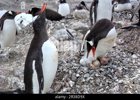 Gentoo-Pinguin-Kolonien während der Zuchtsaison in der Antarktis Stockfoto