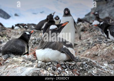 Gentoo-Pinguin-Kolonien während der Zuchtsaison in der Antarktis Stockfoto