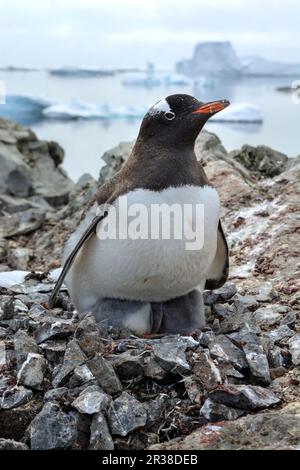 Gentoo-Pinguin-Kolonien während der Zuchtsaison in der Antarktis Stockfoto