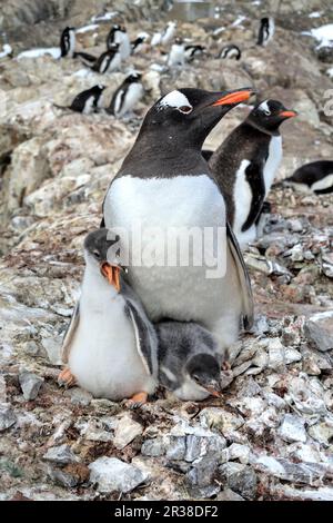 Gentoo-Pinguin-Kolonien während der Zuchtsaison in der Antarktis Stockfoto