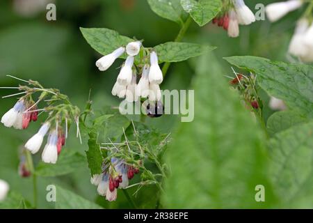 Gewöhnliche oder echte Beinblüten, Symphytum officinale. Nahaufnahme des Makrobildes Stockfoto