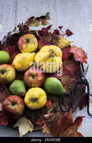 Herbstfrüchte (Quitten, Äpfel, Birnen) mit Blättern und Scheren auf einem Holzbrett Stockfoto