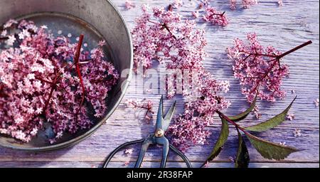 Ein Arrangement rosafarbener Holunderblumen Stockfoto