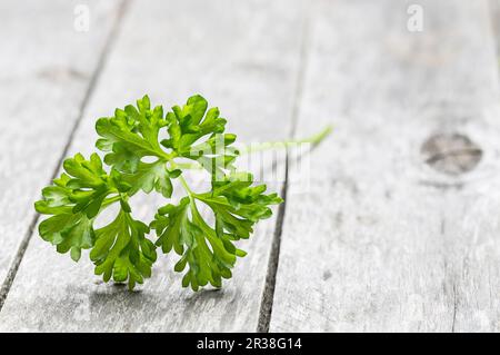 Frische Petersilie Stockfoto