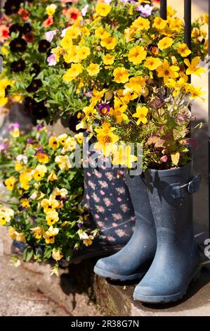 Wellington-Stiefel mit gelben Blumen vor der Haustür in Haydon Bridge, Northumberland Stockfoto