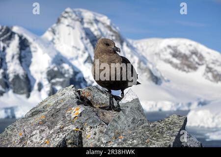 südpolar skua in natürlichem Lebensraum in der Antarktis aus Nahaufnahme Stockfoto