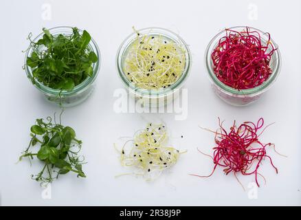Drei Sprosssorten in Gläsern und auf einer weißen Oberfläche Stockfoto