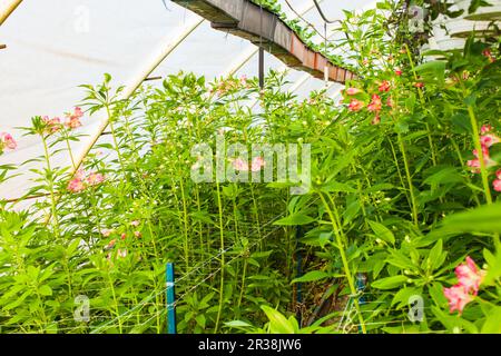 Die alstroemeria Blumen im Gewächshaus Stockfoto