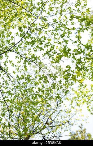 Neue grüne Blätter auf Ästen am Frühling. Zweige des Baumes. Stockfoto