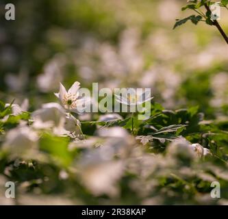 Weiße Anemonen blühen im Frühjahr Wald. Holz Blumen in polnischen Frühling Wald. Stockfoto