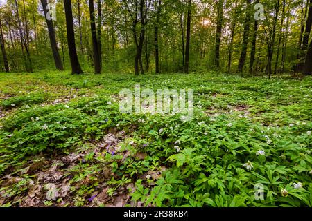 Frühjahr wald landschaft mit weißen Anemonen blühen. Natürliche wald landschaft. Stockfoto