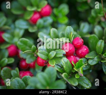 Foxberries im Busch Stockfoto