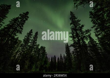 Blick auf die leuchtend grüne Aurora, die über die neblige schwedische Waldlandschaft am Tannfforsen scheint Wasserfall Lichtstrahlen Nordlichter färben den Himmel in verschiedenen Farben Stockfoto