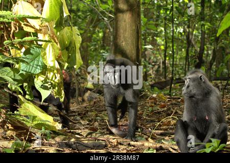 Ein Sulawesi-Schwarzkammmakaken (Macaca nigra) zieht an einem anderen Individuum im Naturschutzgebiet Tangkoko, North Sulawesi, Indonesien vorbei. Die Auswirkungen des Klimawandels auf die endemischen Arten sind auf verändertes Verhalten und Nahrungsverfügbarkeit zu sehen, die ihre Überlebensrate beeinflussen. „Wie die Menschen überhitzen sich Primaten und werden durch anhaltende körperliche Aktivität bei extrem heißem Wetter dehydriert“, so ein Wissenschaftler, Brogan M. Stewart, in seinem Bericht, der 2021 über das Gespräch veröffentlicht wurde. Stockfoto